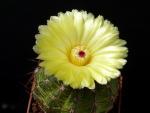 Notocactus ottonis